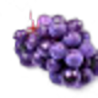 Isabella Grape