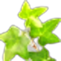 Ivy