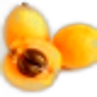 Japanese Loquat