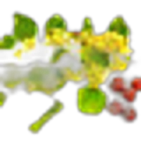 Jujube Blossom
