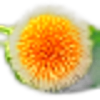 Kadam