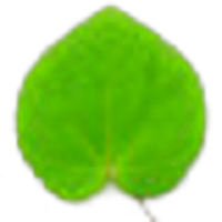 Katsura leaf