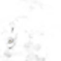 Kunzea