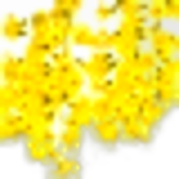 Laburnum