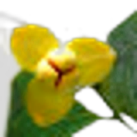 Lamduan Flower