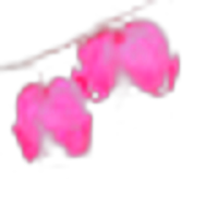 Lamprocapnos