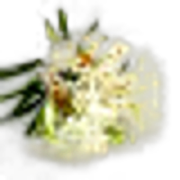 Ledum