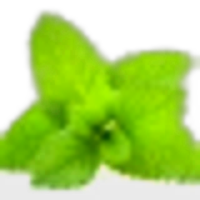 Lemon Balm