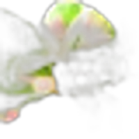Lemon Blossom