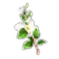 Lemon Myrtle