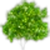 Lemon Tree