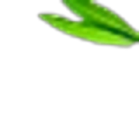 Lemon Verbena