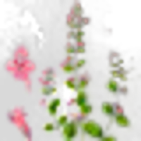 Lesser Calamint