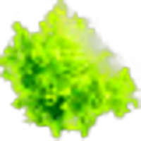 Lettuce