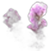 Liatris