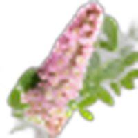 Licorice Flower