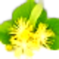 Lime (Linden) Blossom