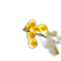 Litsea Cubeba