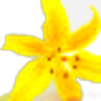 Lysylang