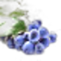 Mahonia