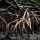 Mangrove Wood