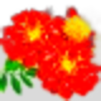Marigold