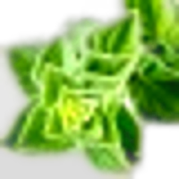 Marjoram