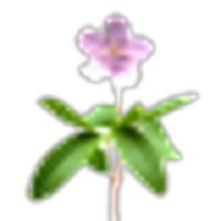 Mayflower