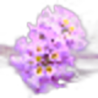 Melissa Flower