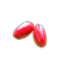 Miracle berry