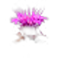 Monarda