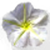 Moon Flower