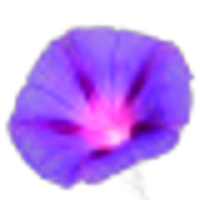 Morning Glory Flower