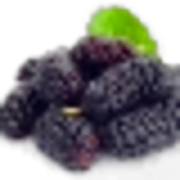 mulberry