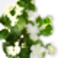 Myrtle