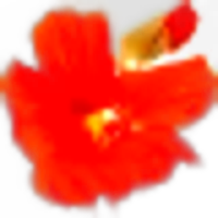 Nasturtium