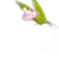 Nerium Oleander