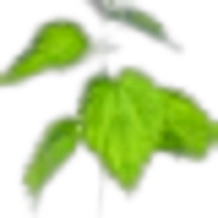 Nettle