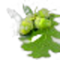 Oak Leaves
