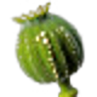 Opium