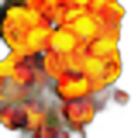 Orange Cassia Tree