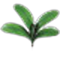 Orchid Leaf