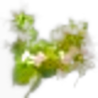 Oregano