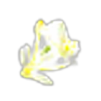 Ornithogalum