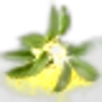 Osmanthus