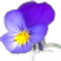 Pansy