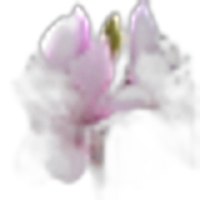 Peach Blossom