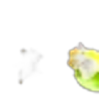 Pear Blossom