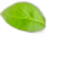 Pear Leaf