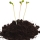 Peat